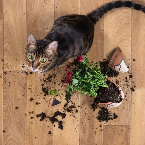 Keeping Your Cat Out of Your Houseplants Preventive Vet